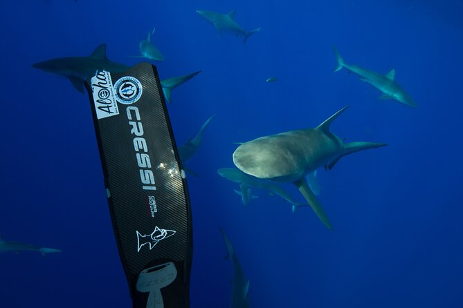 Safe and Educational Shark Dive from Haleiwa: Sharks Guaranteed - Who This Tour Suits Best (And Who Might Feel Frustrated)