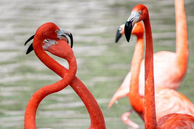 San Antonio Zoo General Admission Ticket - Your San Antonio Zoo Ticket, in Plain Terms