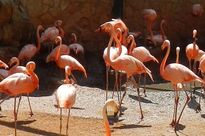 San Antonio Zoo General Admission Ticket - A Smart Plan for a 4-Hour Zoo Circuit