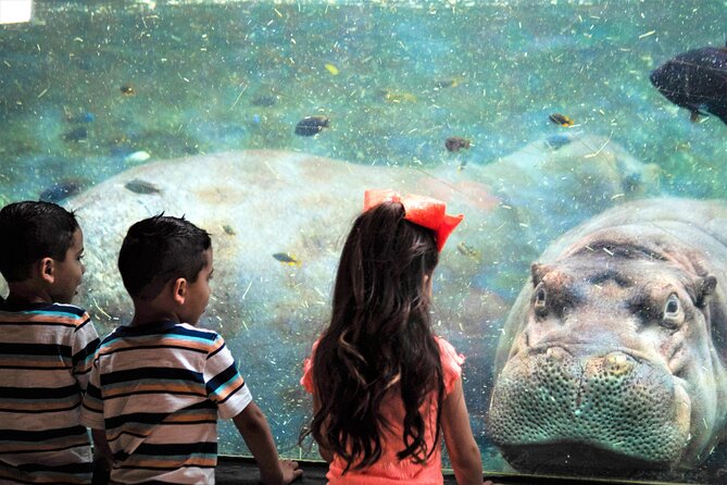 San Antonio Zoo General Admission Ticket - Food, Rentals, and Staying Comfortable in Texas Heat