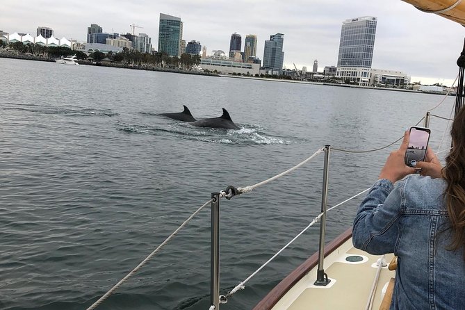 San Diego Bay Sail Aboard a Vintage Yacht Beer and Wine Included - Wildlife at Dusk: Sea Lions, Dolphins, and Birds