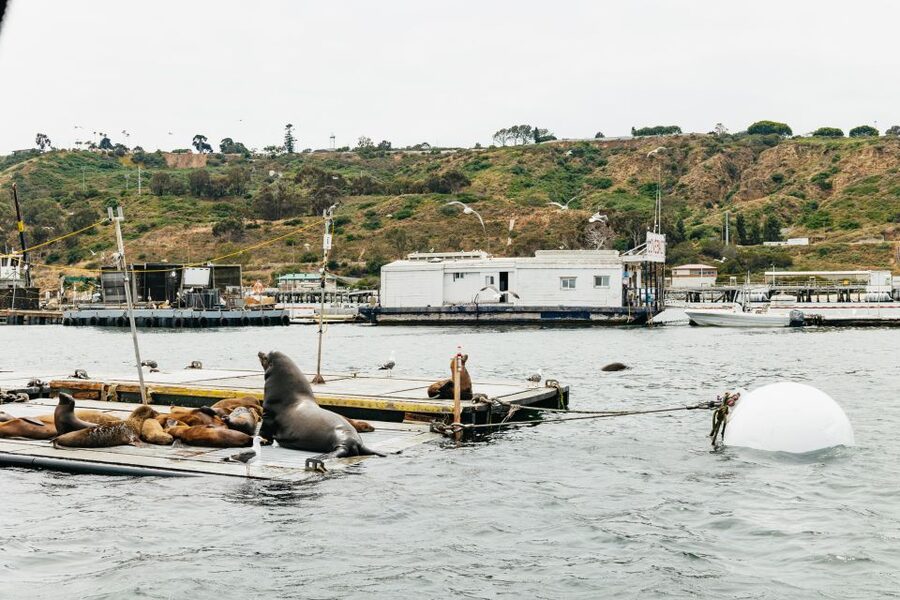San Diego: SEAL City Tour by Amphibious Bus - Who should book this tour, and who might skip it