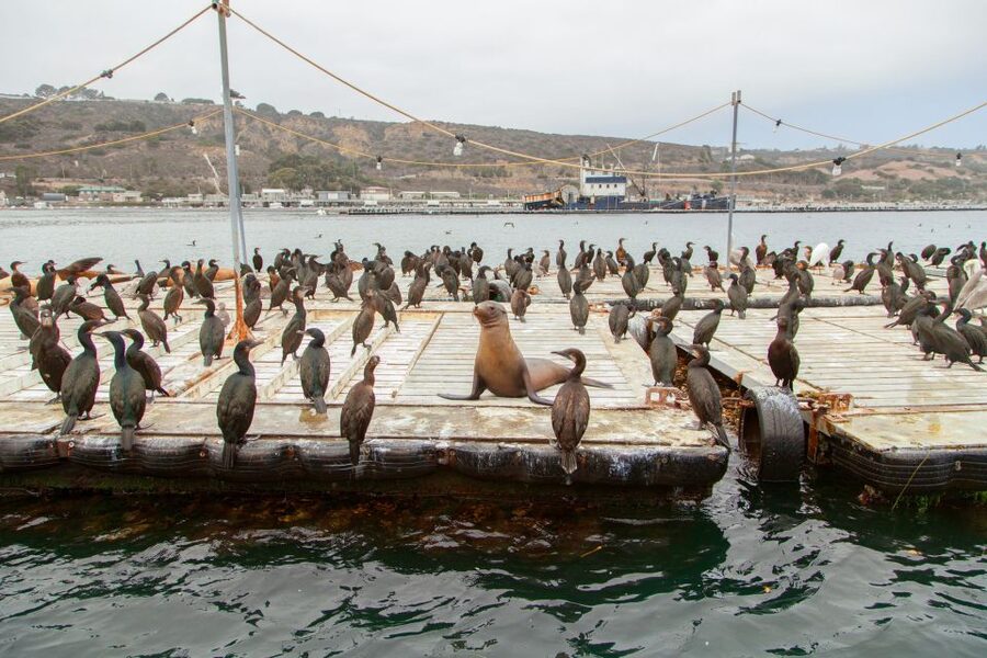 San Diego: SEAL City Tour by Amphibious Bus - The big moment: driving into San Diego Bay