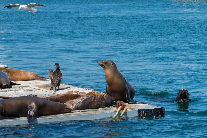 San Diego Seal Tour - The Land Portion: Seaport Village Streets and Harbor Drive Views
