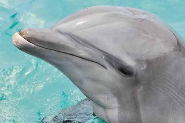 San Diego: SeaWorld Skip-the-Line Park Admission Ticket - Potential Downsides to Know Before You Go