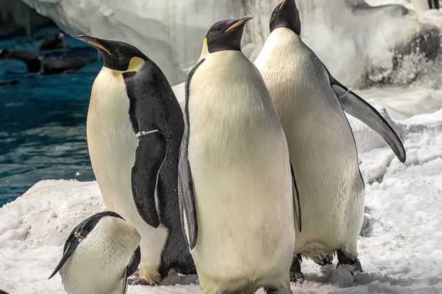 San Diego: SeaWorld Skip-the-Line Park Admission Ticket - SeaWorld San Diego Admission: What the Skip-the-Line Ticket Really Includes