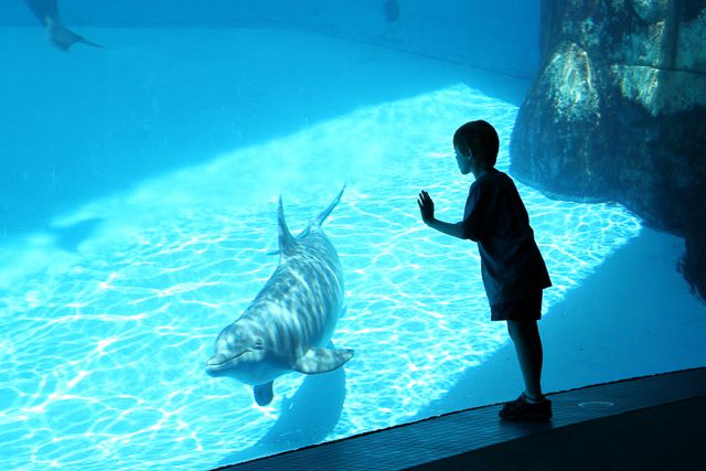 San Diego: SeaWorld Skip-the-Line Park Admission Ticket - All-Day Dining Bundle: How It Works and When It’s Worth It