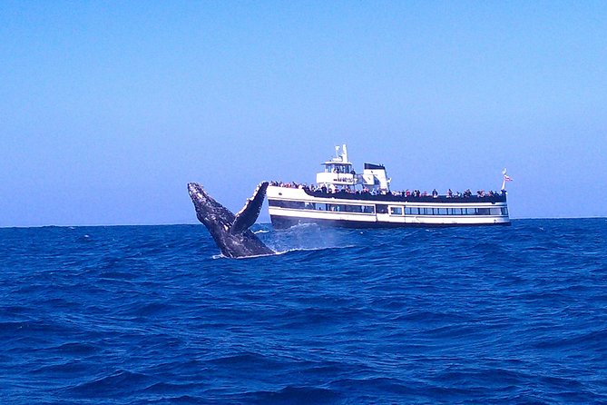 San Diego Whale Watching Cruise - Key takeaways before you choose this cruise