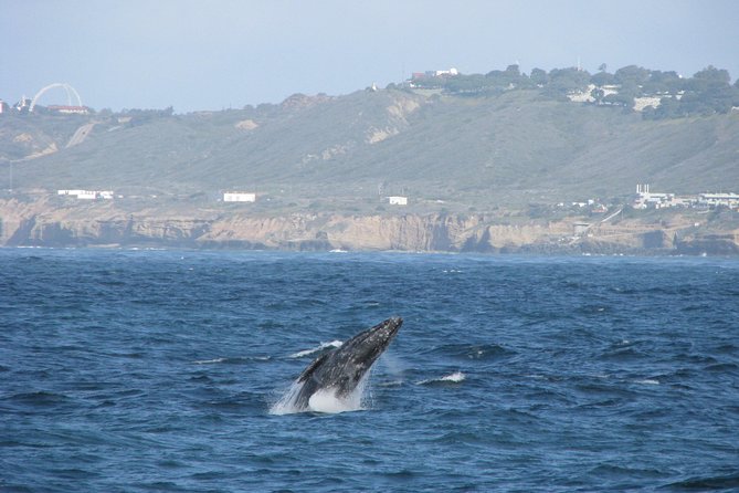 San Diego Whale Watching Cruise - The America schooner: why wind-powered whale watching feels smoother