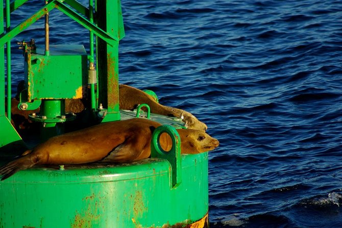 San Diego Whale Watching Cruise - Onboard comfort: snacks, blankets, and the no-seasickness promise