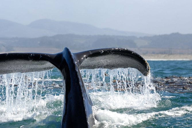 San Diego Whale Watching Cruise - Gray whales and dolphins: what you’re really likely to see