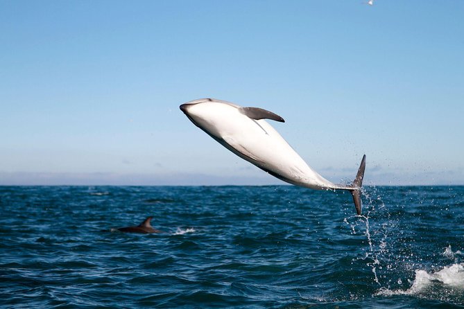 San Diego Whale Watching Cruise - The guide experience: names, narration style, and video sharing