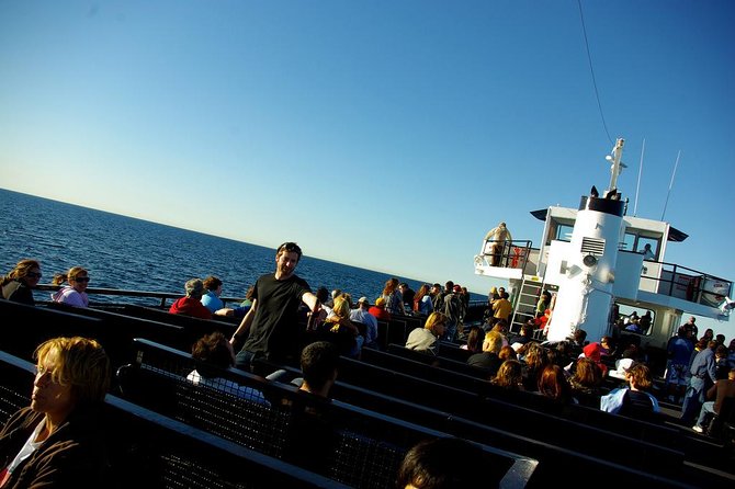 San Diego Whale Watching Cruise - Price and value: why $85 can make sense here