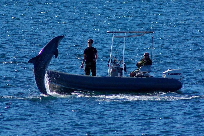 San Diego Whale Watching Cruise - Who this cruise is best for, and who should think twice
