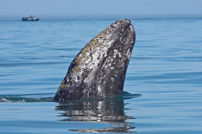 San Diego Whale Watching Cruise - Old Point Loma Lighthouse and Navy views: the route isn’t just about whales