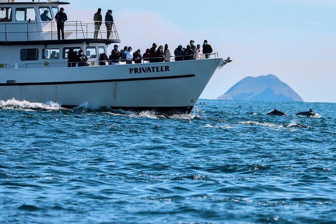 San Diego Whale Watching & Dolphin Cruise - Key takeaways before you go