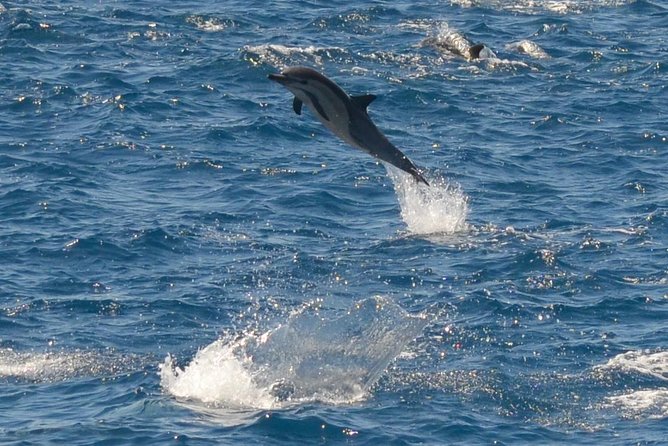 San Diego Whale Watching & Dolphin Cruise - Mission Bay to the open Pacific in about 10 minutes