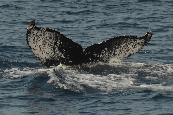 San Diego Whale Watching & Dolphin Cruise - Scenic Mission Beach route, jetties, Ocean Beach, and Sunset Cliffs
