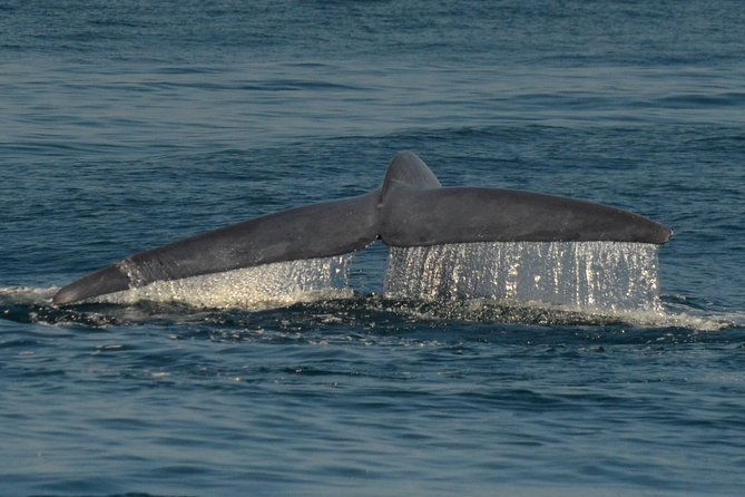 San Diego Whale Watching & Dolphin Cruise - Comfort and smart packing for a cooler ocean ride