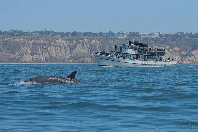 San Diego Whale Watching & Dolphin Cruise - Price and value: what $71 buys you