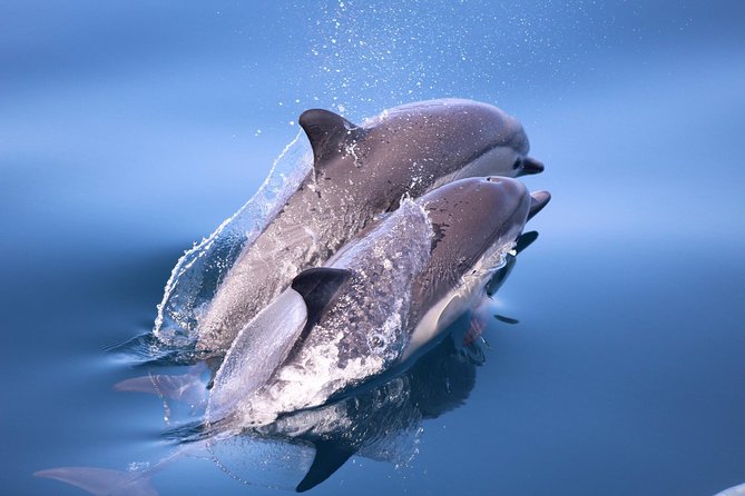 San Diego Whale Watching & Dolphin Cruise - The captain and the naturalist narration, plus the sound reality