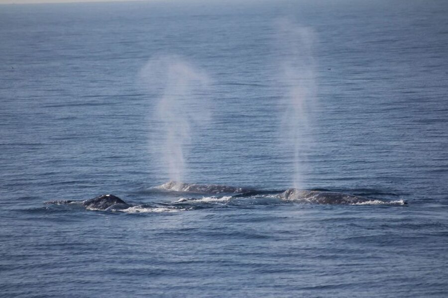 San Diego: Whale Watching Tour - Flagship Cruises & Events - Key things to know before you go