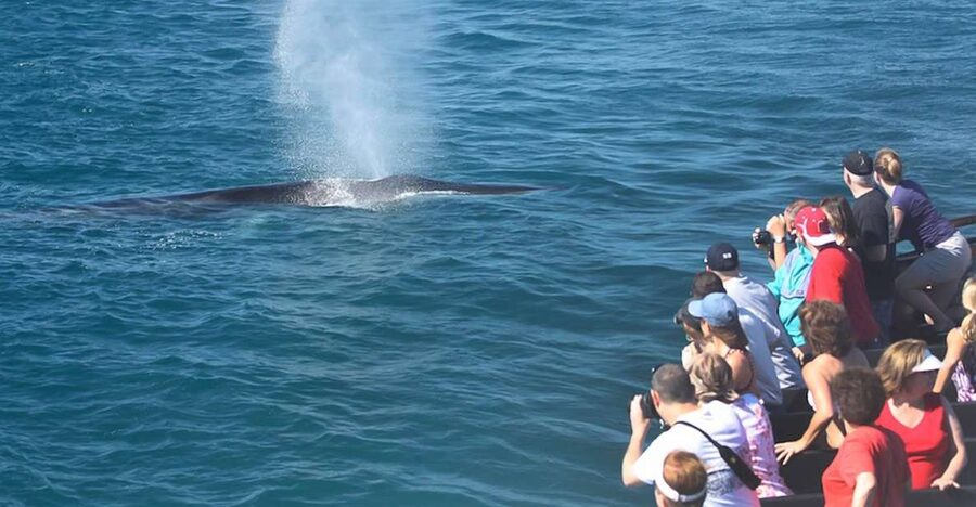 San Diego: Whale Watching Tour - Flagship Cruises & Events - Entering San Diego Bay on a two-story whale watching yacht