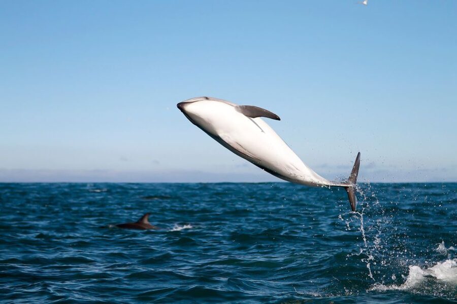 San Diego: Whale Watching Tour - Flagship Cruises & Events - How the captain and guides hunt for whales, dolphins, and sea lions