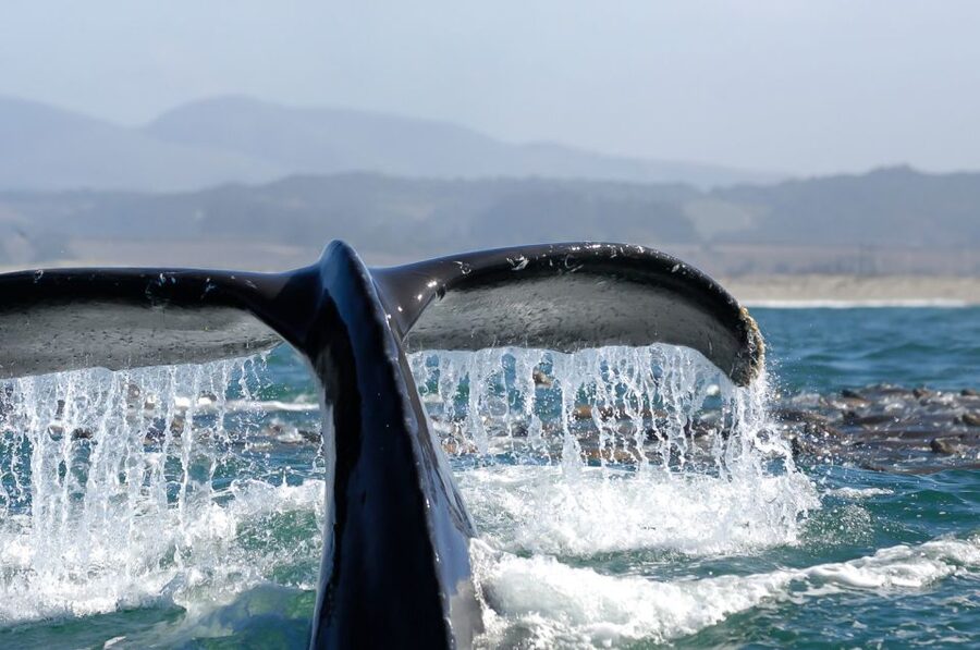 San Diego: Whale Watching Tour - Flagship Cruises & Events - Timing, weather, and the real comfort checklist for the bay