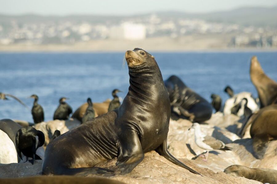 San Diego: Whale Watching Tour - Flagship Cruises & Events - Who this San Diego whale watching tour is best for