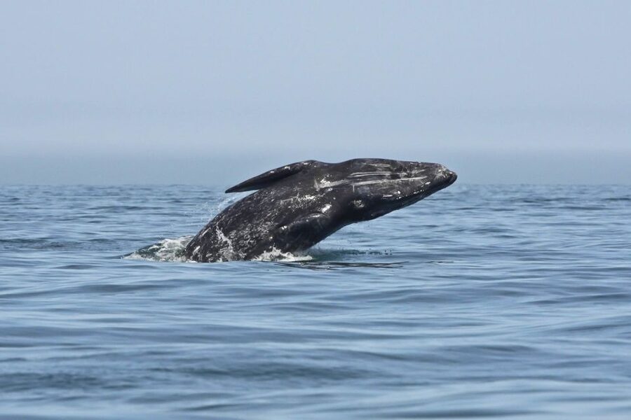 San Diego: Whale Watching Tour - Flagship Cruises & Events - Should you book Flagship Cruises and Events for whale watching?