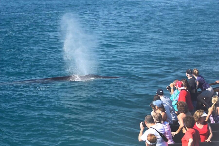 San Diego: Whale Watching Tour - Flagship Cruises & Events - Getting your best views: where to stand on the boat