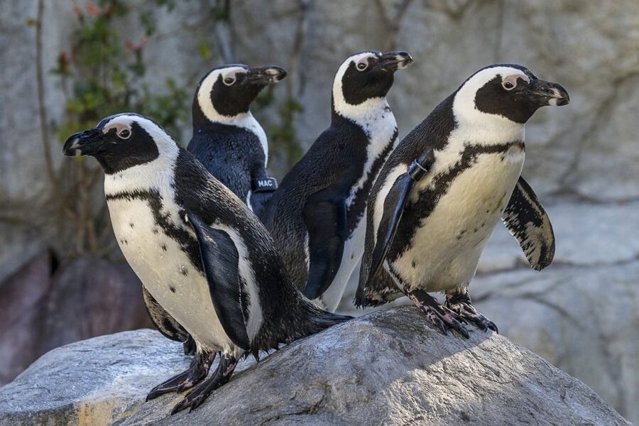 San Diego Zoo: 1-Day Admission Ticket - Plan for Walking, Heat, and Realistic Pace