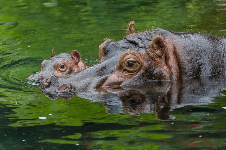 San Diego Zoo: 1-Day Admission Ticket - Entering The Zoo Without Losing Hours