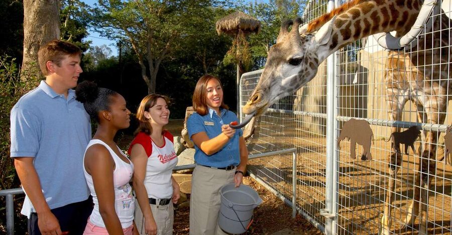 San Diego Zoo: 1-Day Admission Ticket - Skyfari Aerial Tram: Late-Day Relief With Big Views