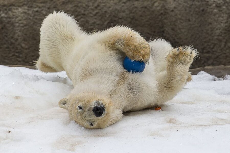 San Diego Zoo: 1-Day Admission Ticket - Conrad Prebys Polar Bear Plunge: An Interactive Encounter