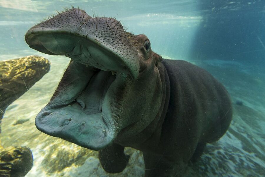 San Diego Zoo: 1-Day Admission Ticket - Elephant Odyssey: A 7.5-Acre Habitat With a Museum Feel