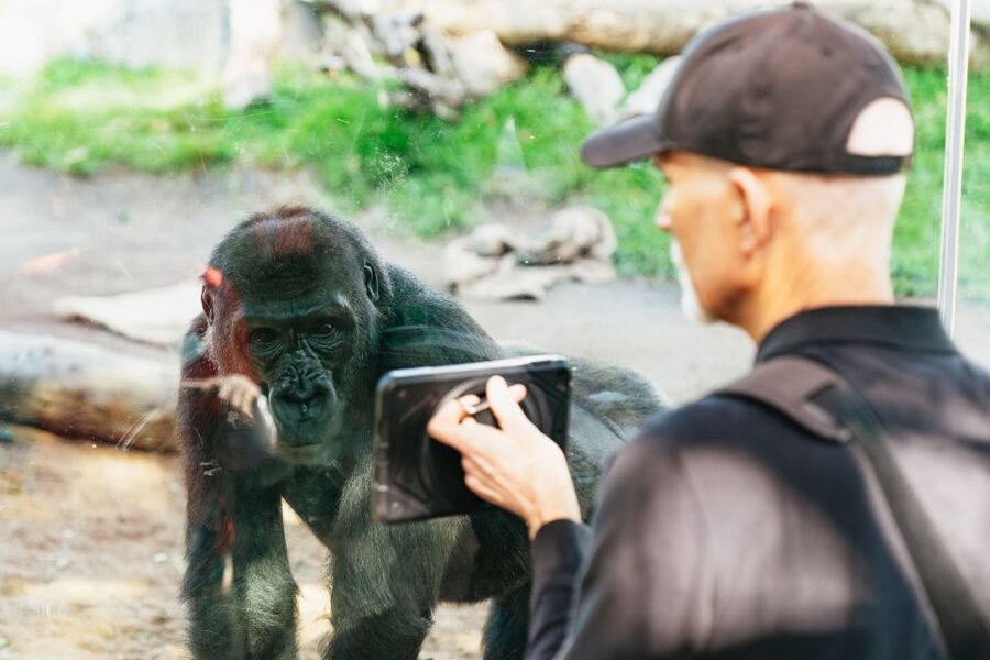 San Diego Zoo: 1-Day Admission Ticket - Africa Rocks and the Sea Lion Show: Keep Your Schedule Loose