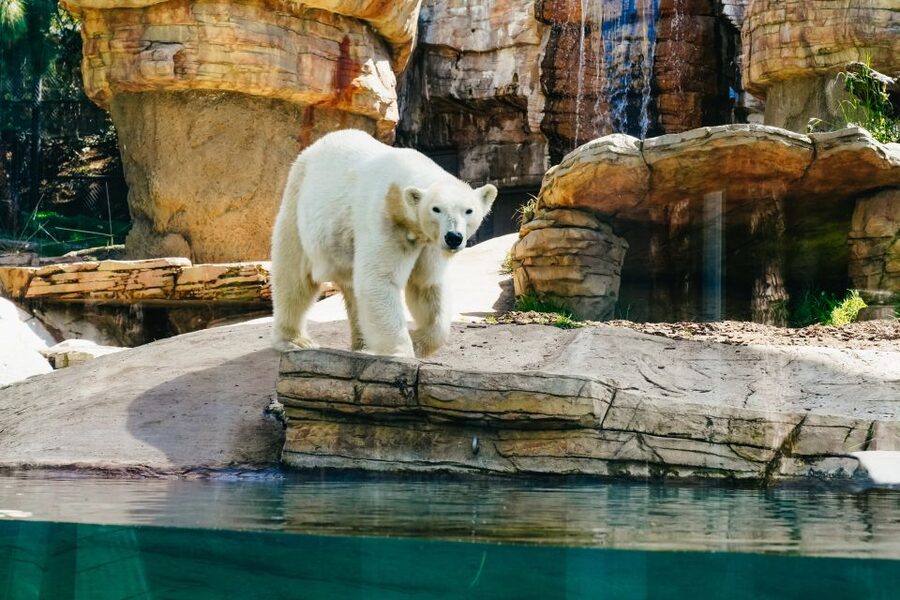 San Diego Zoo: 1-Day Admission Ticket - Getting Your Bearings: Express Bus and Guided Bus Tour
