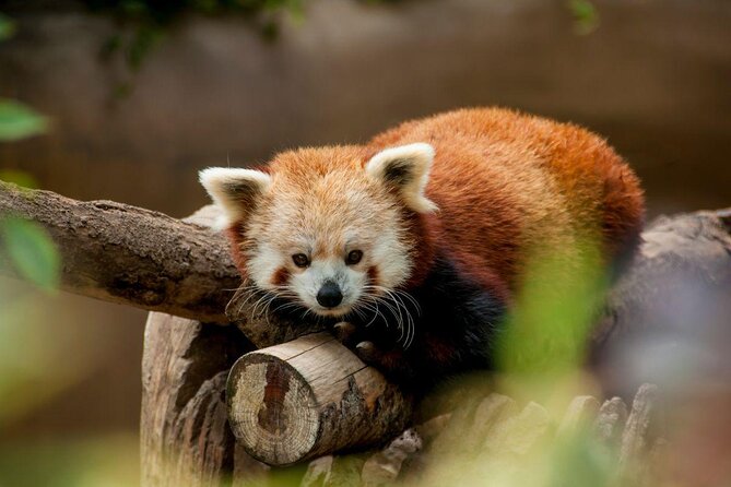 San Diego Zoo 1-Day Pass: Any Day Ticket - The zoo as a real landscape, not just a lineup of cages