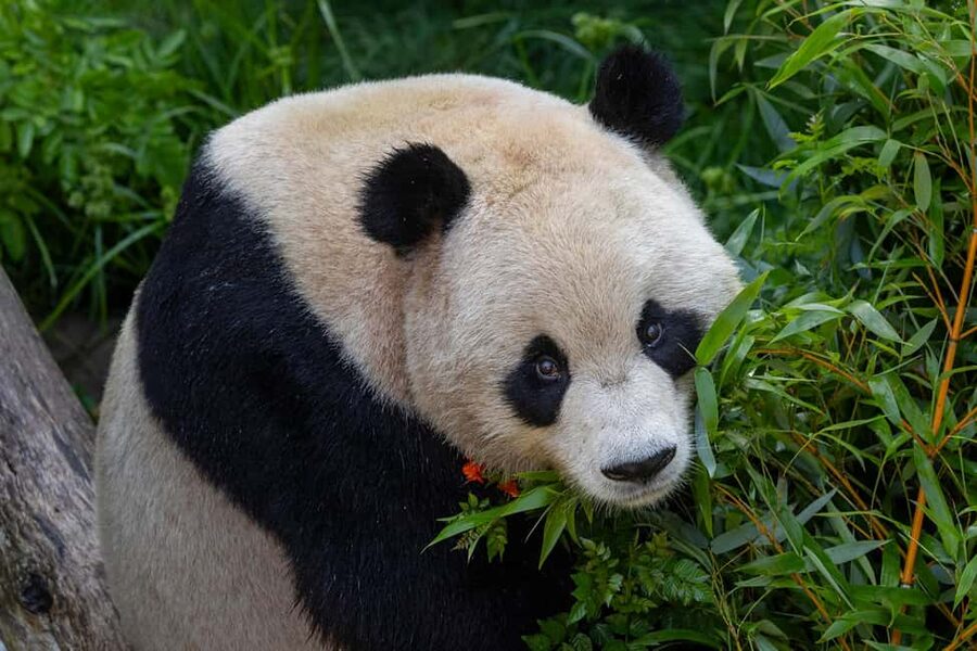 San Diego Zoo Admission Ticket - San Diego Zoo in one day, why this ticket hits the sweet spot