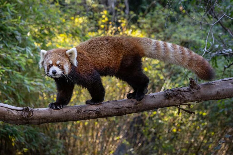 San Diego Zoo Admission Ticket - What to prioritize when you want “most of it” without burning out