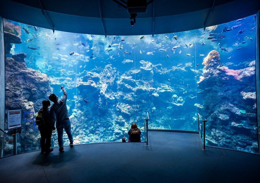 San Francisco: California Academy of Sciences Entry Ticket - Morrison Planetarium: Why Timing Matters More Than You Think