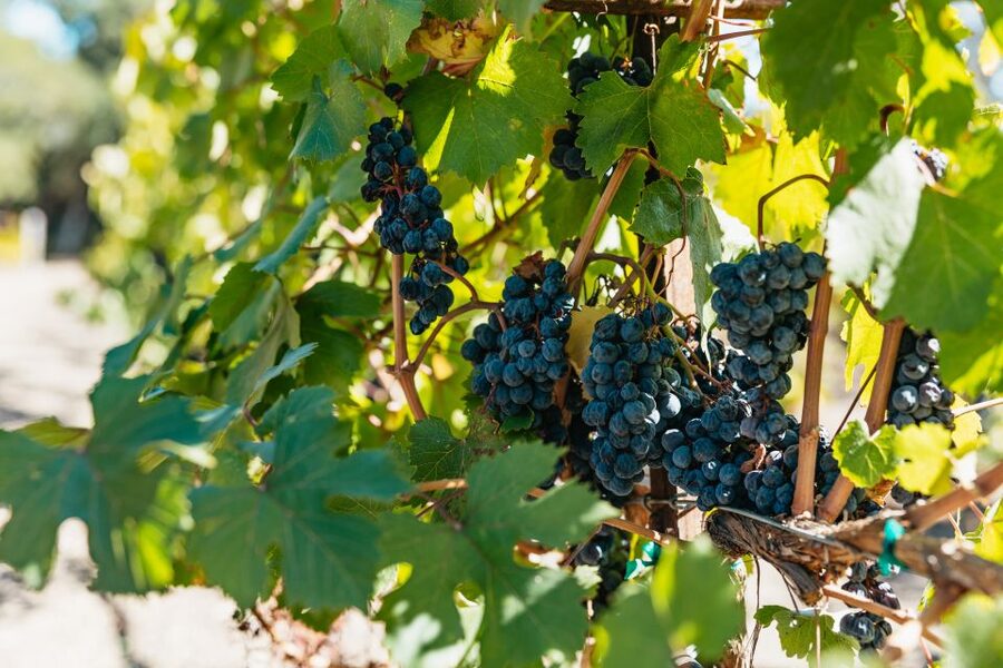 San Francisco: Half-Day Wine Country Excursion with Tastings - How the 330-Minute Schedule Fits Real Life in San Francisco