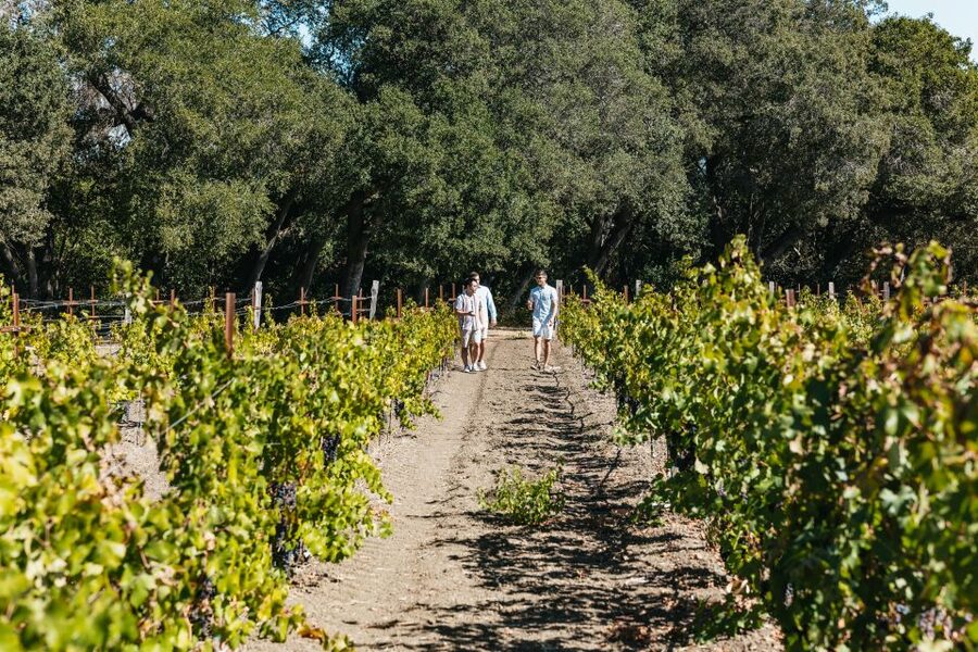 San Francisco: Half-Day Wine Country Excursion with Tastings - Tastings Without the Guesswork: How to Taste Smarter on a Short Day