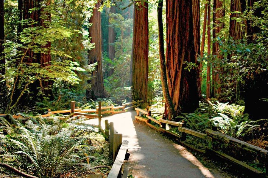 San Francisco: Muir Woods and Sausalito Half-Day Trip - Muir Woods: 90 minutes among California’s tallest trees
