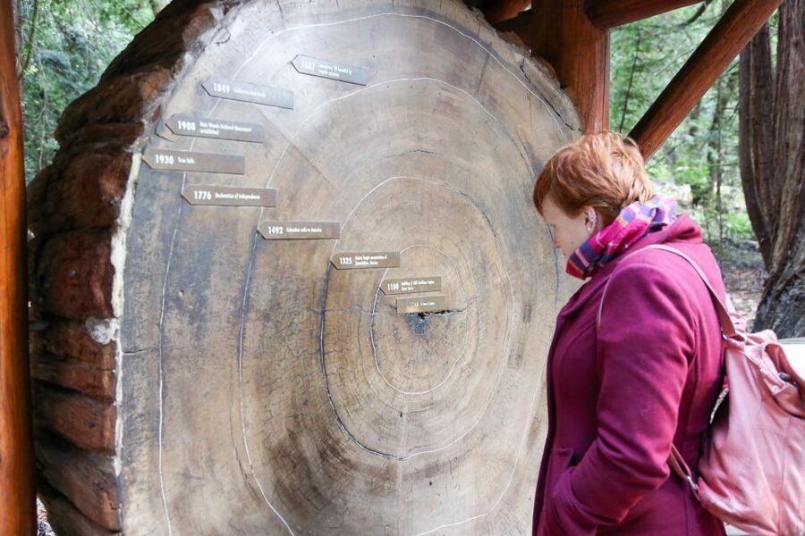 San Francisco: Muir Woods and Sausalito Half-Day Trip - What the best guides do with the drive time (and why it matters)