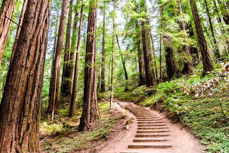 San Francisco: Muir Woods and Sausalito Half-Day Trip - Walking around both areas: you get movement, not just stops