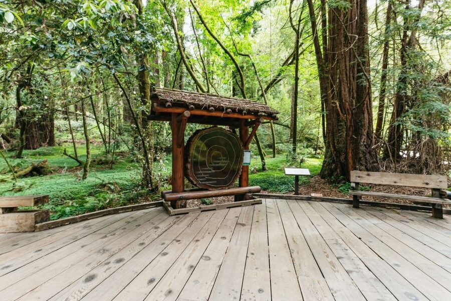 San Francisco: Muir Woods and Sausalito Small-Group Tour - The easy win: why this tour works for a short San Francisco stay