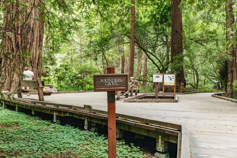 San Francisco: Muir Woods and Sausalito Small-Group Tour - Muir Woods: how to see the giants in about 80 minutes